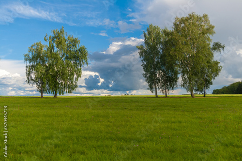 summer landscape, birches trees in the field, green meadow to the horizon
