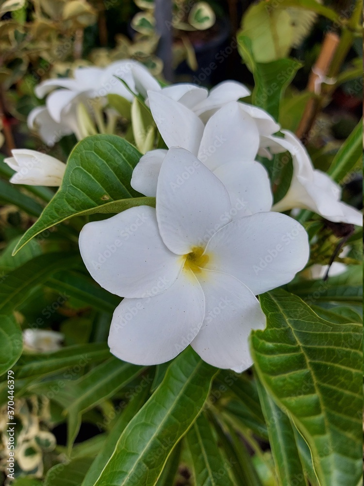 Obraz premium white flower
