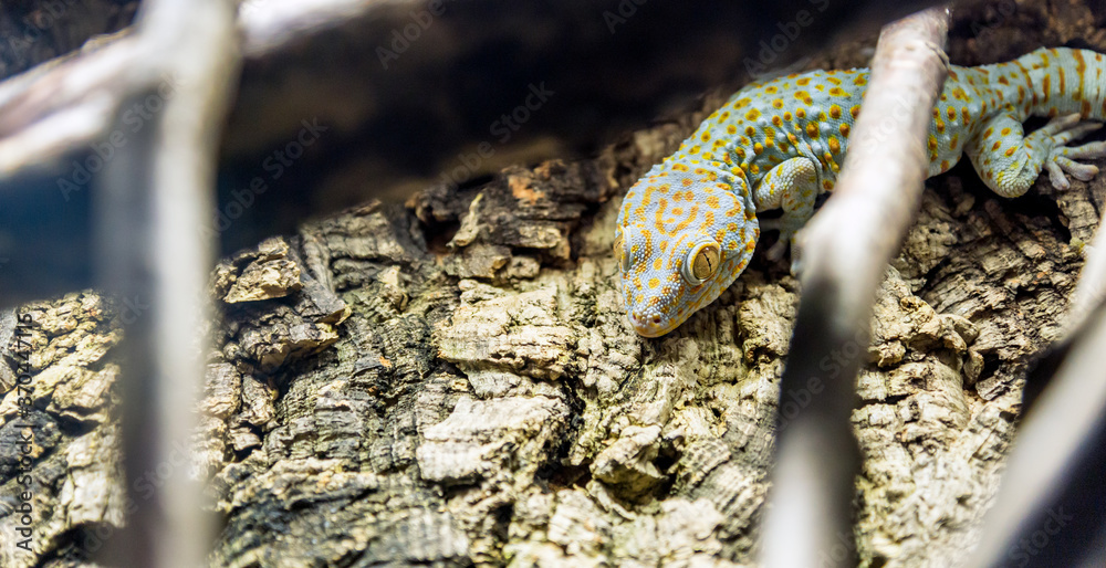 Obraz premium Tokay gecko, gekko gecko closeup reptile portrait.