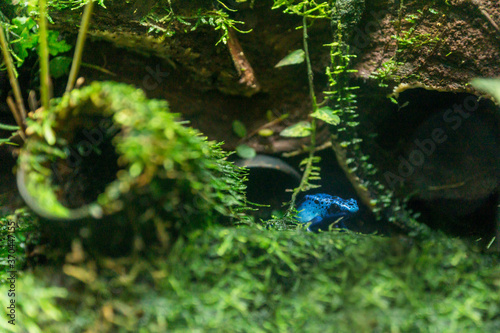 Fotografie blue poison dart frog, dendrobates tinctorius closeup in terrarium