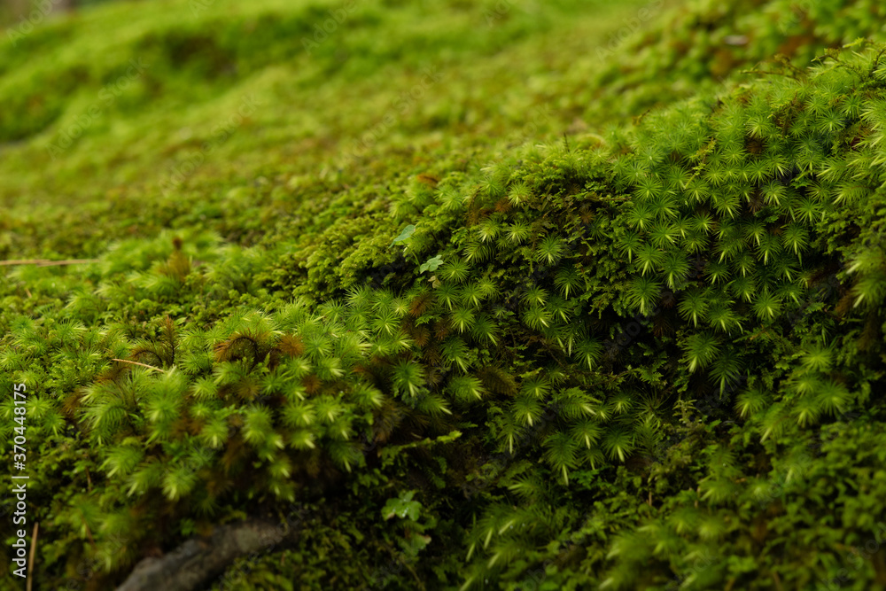 苔/moss 苔/moss
