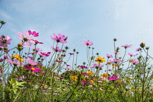 Beautiful cosmos flower field.