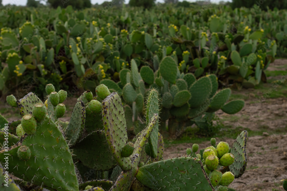 A beautiful view of prickly pear cactus in the field A beautiful view of prickly pear cactus in the field