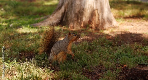 Brown squirrel in grass © Matthew