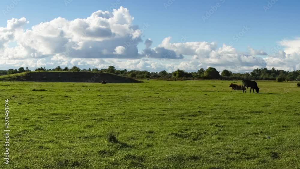 Panorama of the natural landscape with cows on a green field. Panorama of the natural landscape with cows on a green field.