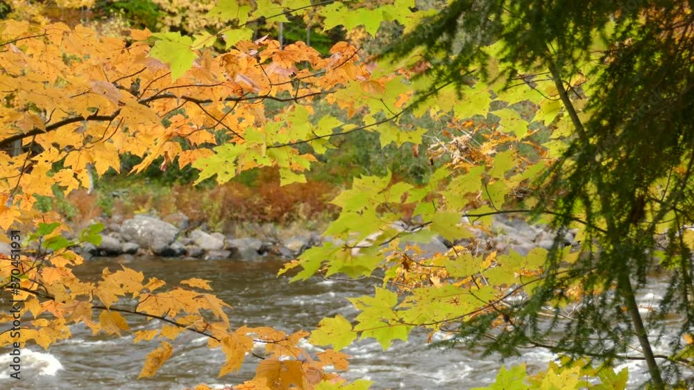 Bright autumn foliage seen in focus while river flows behind in bokeh Bright autumn foliage seen in focus while river flows behind in bokeh