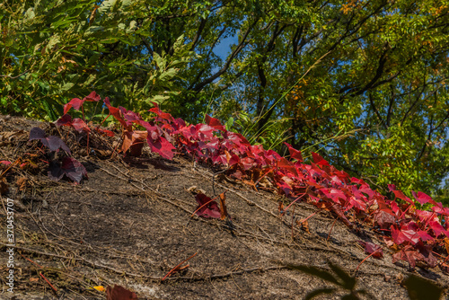 Beautiful red Ivy leaves autumn color on the huge rock.