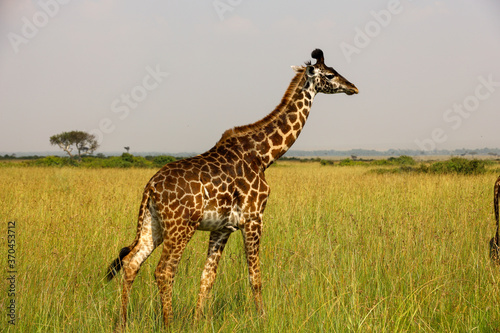Close up photo of young African reticulated giraffe standing in tall grass on African Serengeti savanna grassland in Maasai Mara National Reserve, Kenya, Africa
