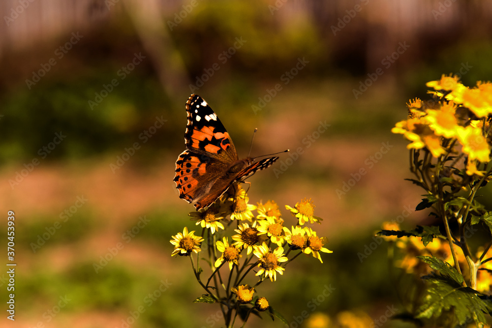 The beautiful wild flower and butterfly. The beautiful wild flower and butterfly.