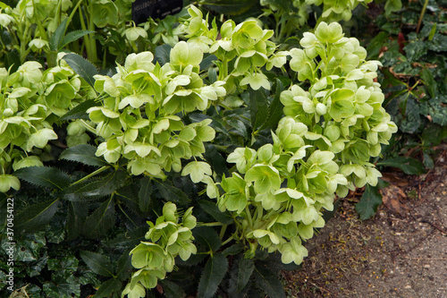 Botany. Flowers in the garden. Closeup view of a Helleborus foetidus, also known as Stinking Hellebore, leaves and winter blooming flowers  in the park. photo