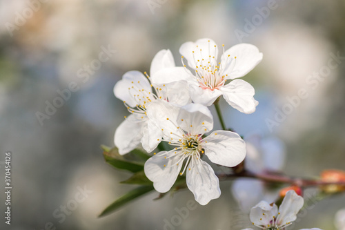 Branches of blossoming apricot macro
