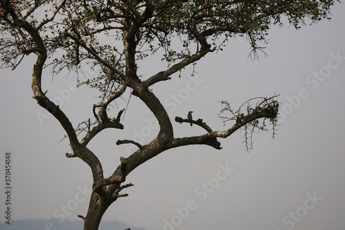 Beautiful silhouette of small Eurasian Bee Eater bird perched on tree branch in Masai Mara  Kenya
