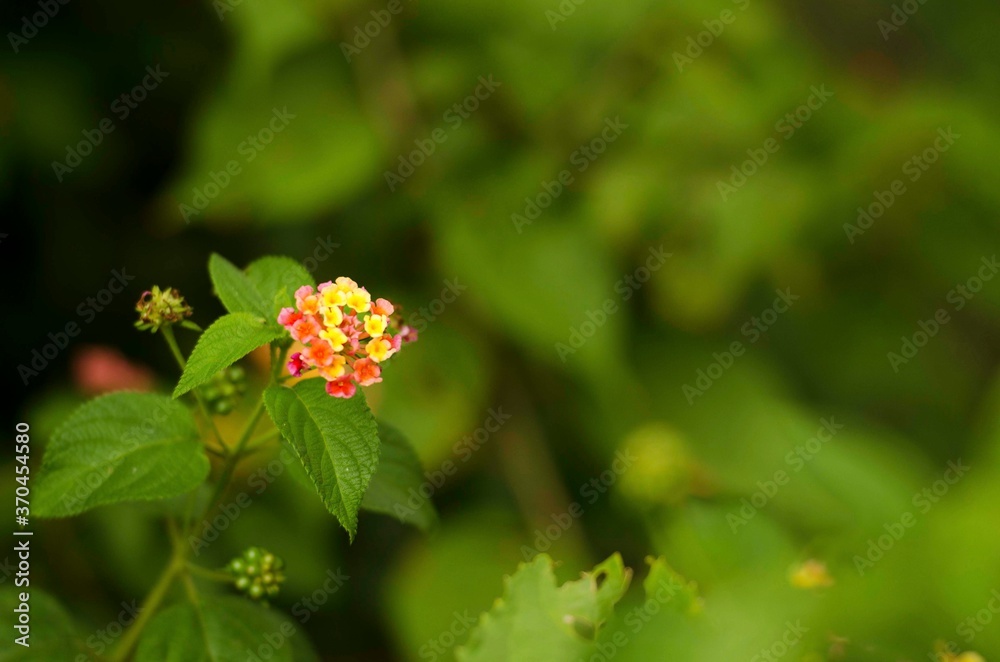 red and yellow flower red and yellow flower