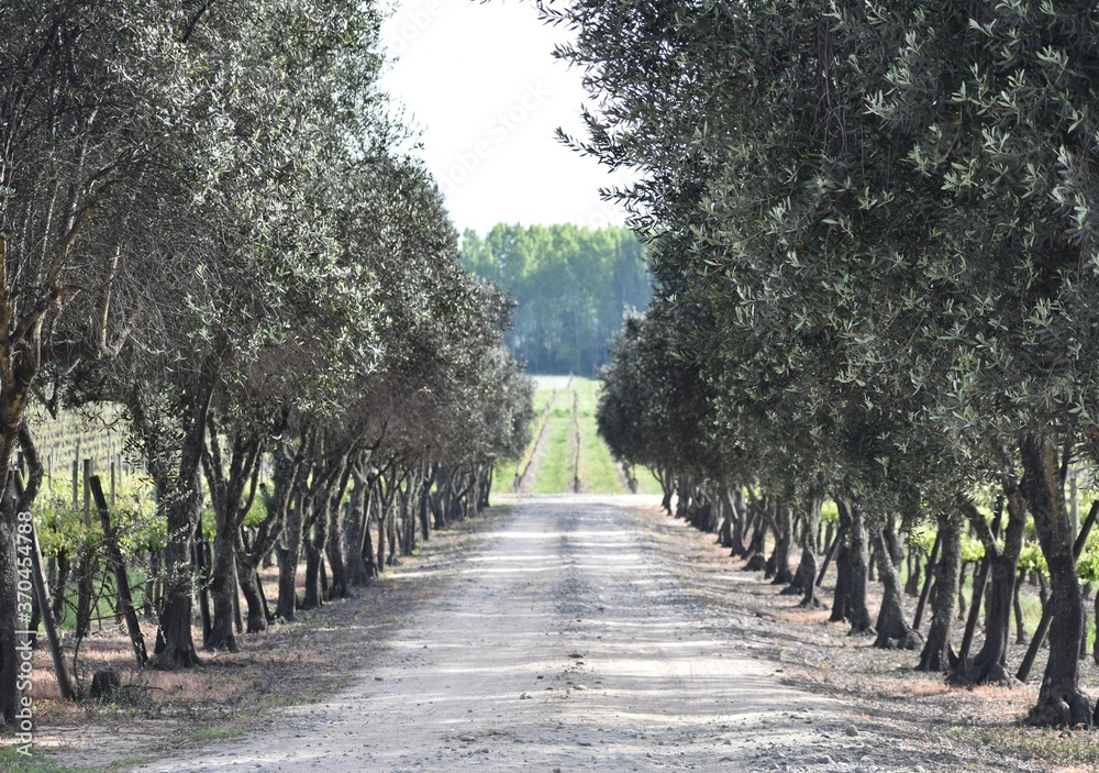 avenida de olivos