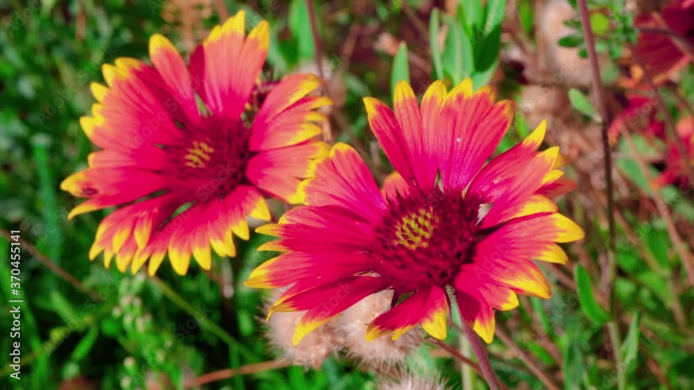 Close up of echinacea or coneflowers gently waving in the summer breeze Close up of echinacea or coneflowers gently waving in the summer breeze