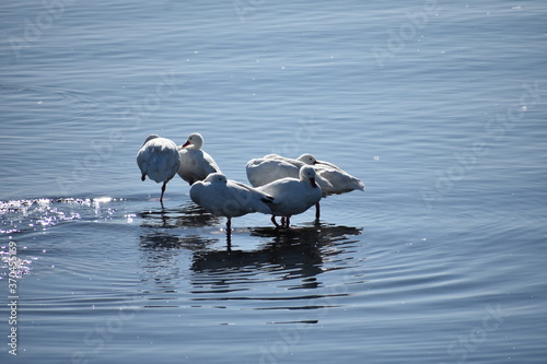 grupo de cisnes coscoroba photo