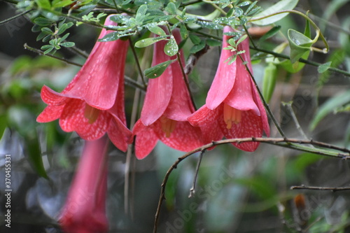 Lapageria rosea, llamada popularmente copihue, photo