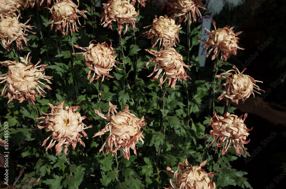 Light Purple Flowers of Chrysanthemum 'Edo Giku' in Full Bloom
Light Purple Flowers of Chrysanthemum 'Edo Giku' in Full Bloom