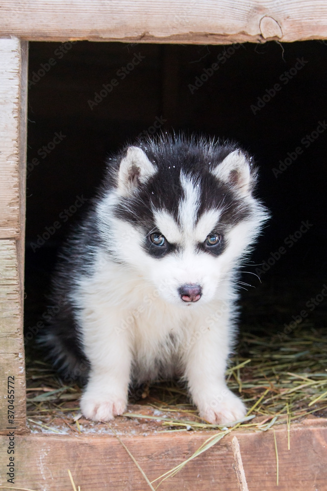 husky puppy in a doghouse on a hay bed husky puppy in a doghouse on a hay bed