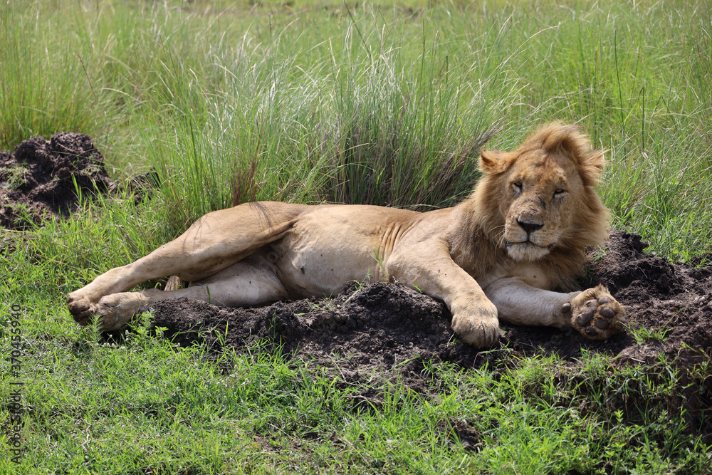 Fototapeta premium Close up photo of large male lion waking up from nap on African Serengeti grassland in Maasai Mara, Kenya 