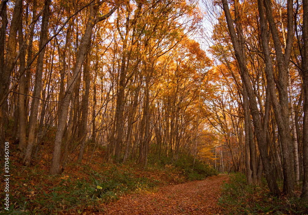 落ち葉に覆われた森林公園の遊歩道