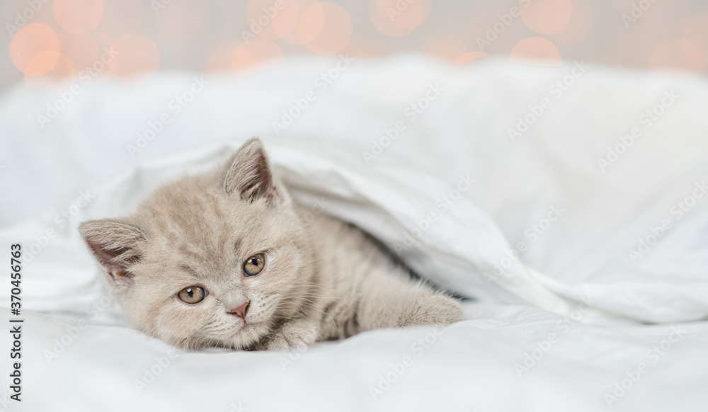 Kitten lies under warm blanket on a bed at home. Empty space for text Kitten lies under warm blanket on a bed at home. Empty space for text