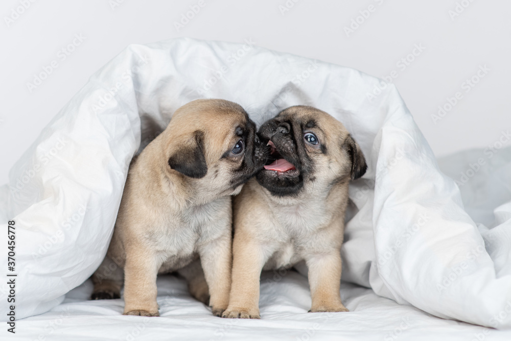 Playful Pug puppies kiss each other under white blanket on a bed at home