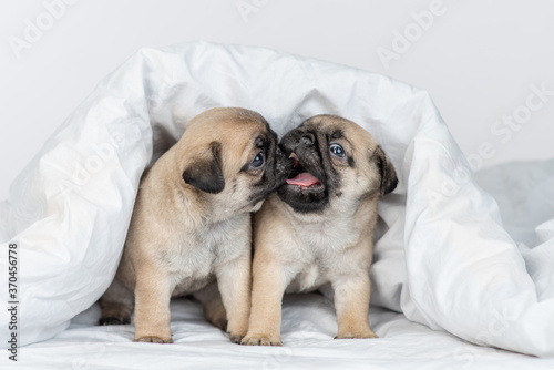 Playful Pug puppies kiss each other under white blanket on a bed at home