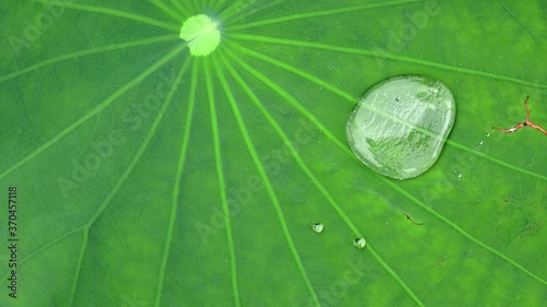 Close-up of water droplets/ raindrops rolling on the surface of a green lotus leaf on a windy day. Lotus effect. photo