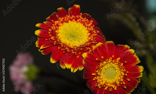 The beautiful colour and detail of the red and yellow Barberton Daisy