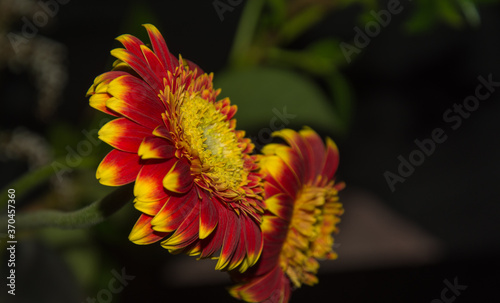 The beautiful colour and detail of the red and yellow Barberton Daisy