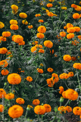 Beautiful gemitir flowers in the garden photo