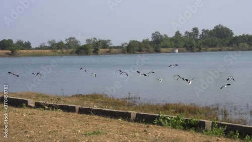 Birds Flying at Jambughoda Wildlife Sanctuary photo