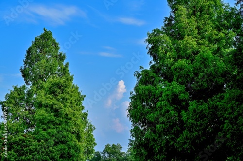 青空バックに仰ぎ見る夏のメタセコイヤ並木の情景＠滋賀 © Scott Mirror