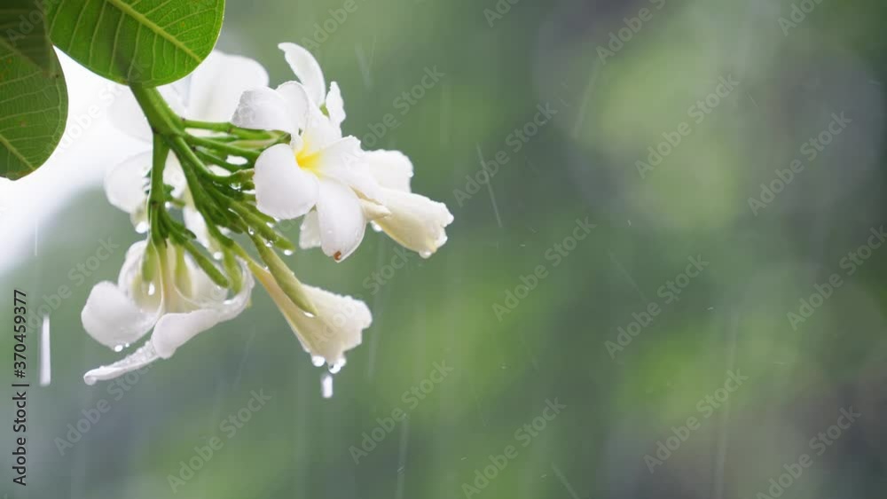 Raindrops falling on white plumeria flowers in the forest, white plumeria flowers under the sweet rain in the spring season.