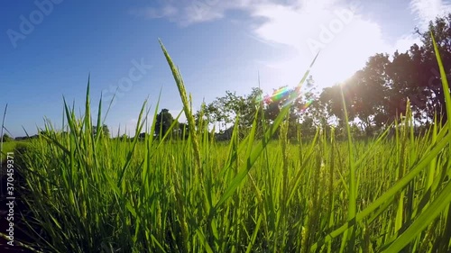 morning light with slow movement over the rice field.