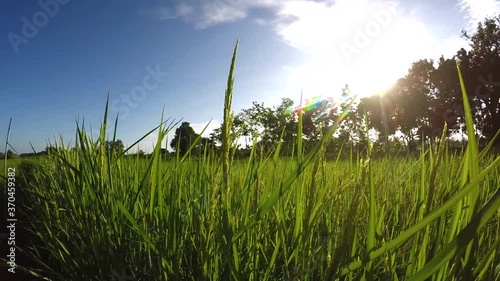 morning light with slow movement over the rice field.