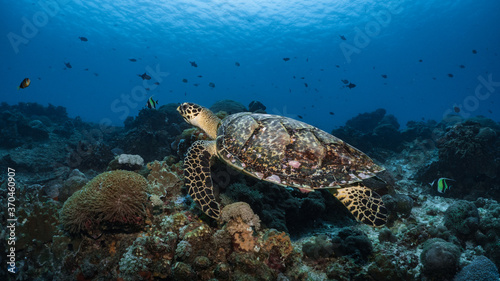 Hawksbill turtle underwater swimming on coral reef scuba diving