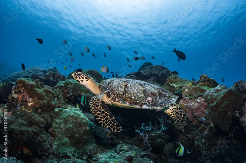 Hawksbill turtle underwater swimming on coral reef scuba diving © Adam
