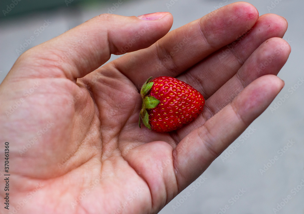 On the palm of your hand lies a small strawberry berry. hands in the juice of berries. High quality photo On the palm of your hand lies a small strawberry berry. hands in the juice of berries. High quality photo