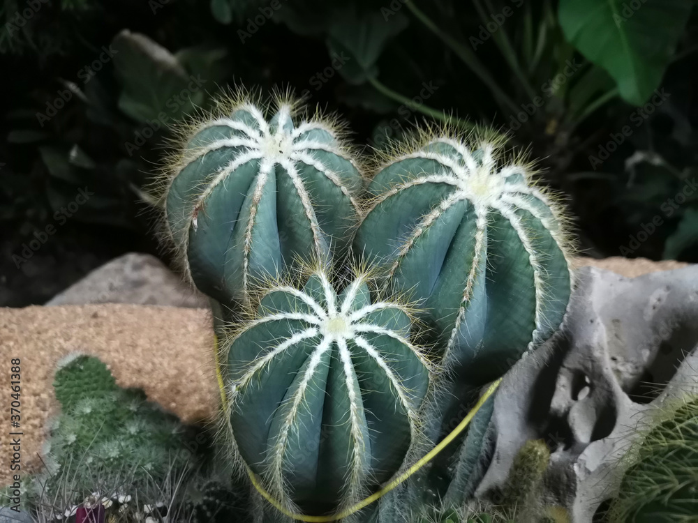 Macro photos of the cactus plant are dicotyledons in the family. Cactaceae on a naturally blurred background Close up with selected focus. Macro photos of the cactus plant are dicotyledons in the family. Cactaceae on a naturally blurred background Close up with selected focus.