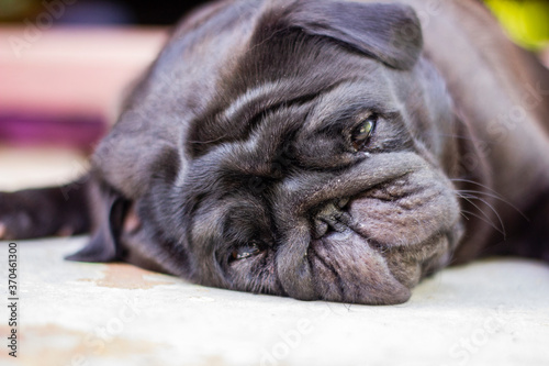 The dog lies on the floor and is sad alone. Black pug looks into the frame. Animal disease. High quality photo