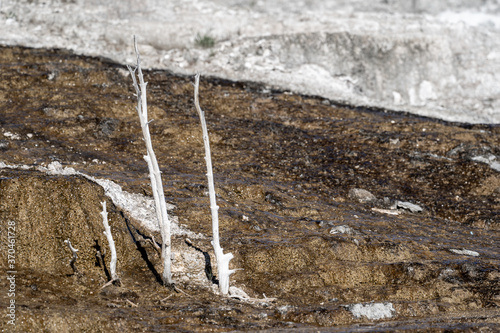 Small petrified trees grew in Mammoth Hot Springs geothermal area of Yellowstone National Park photo