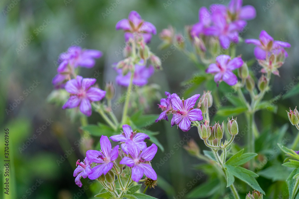 Sticky Geranium, a flower species of Cranesbills are tiny purple flowers growing in Yellowstone National Park, Wyoming. Selective focus