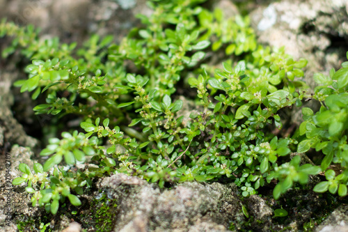 Green Moss on the Rocks