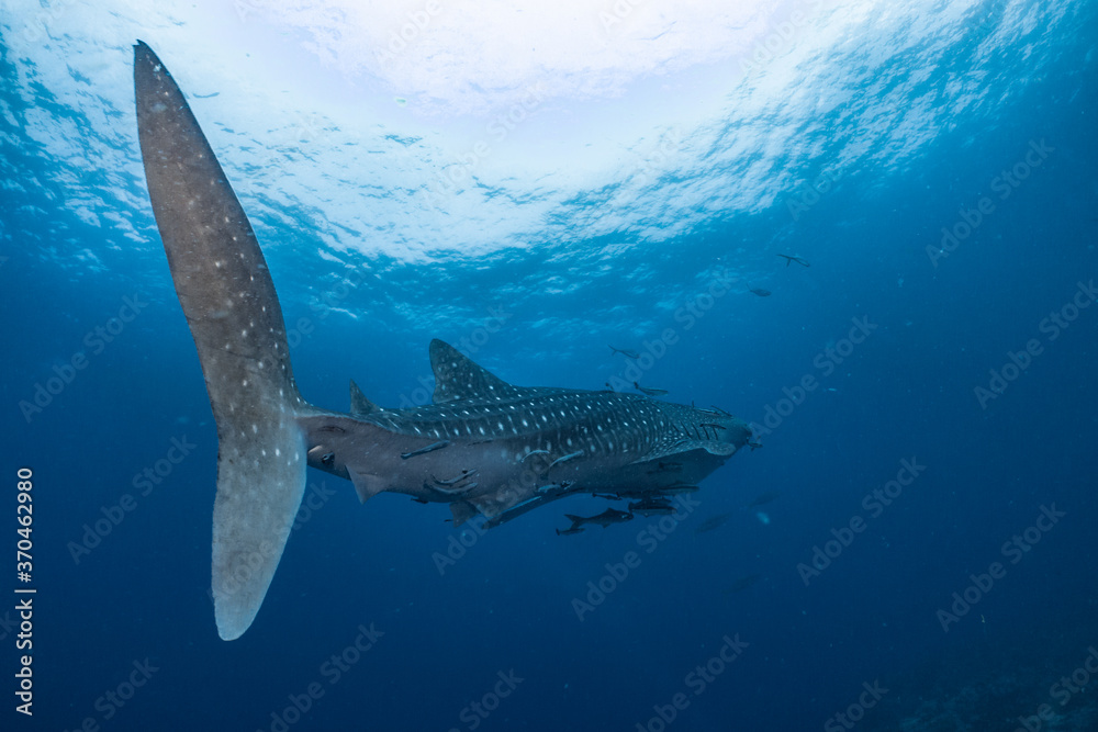 Obraz premium giant Whale shark swimming underwater with scuba divers