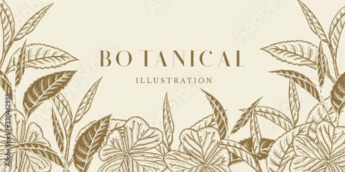 Botanical Illustration