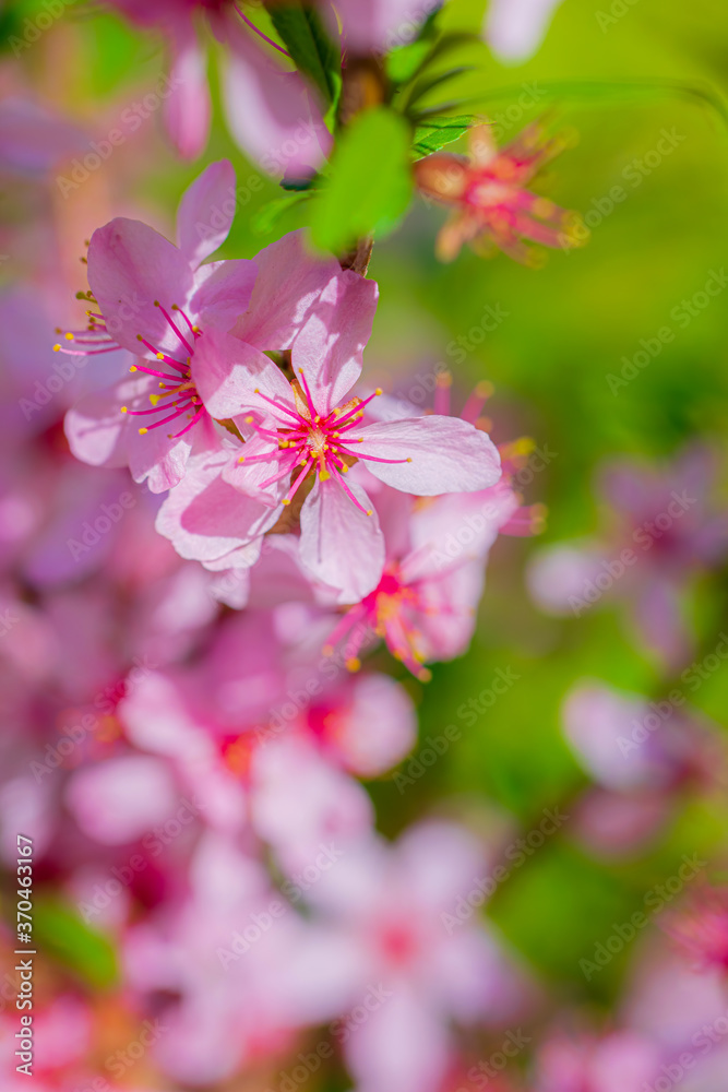 Flowering pink almonds