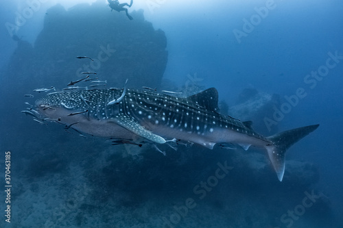 giant Whale shark swimming underwater with scuba divers © Adam