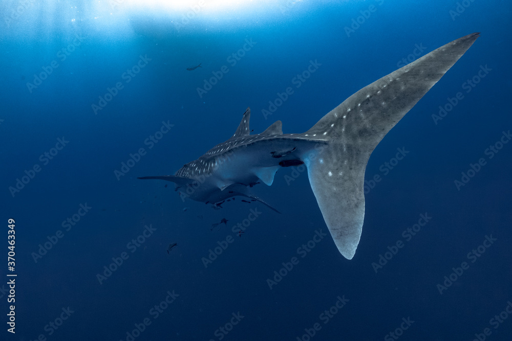 Obraz premium giant Whale shark swimming underwater with scuba divers